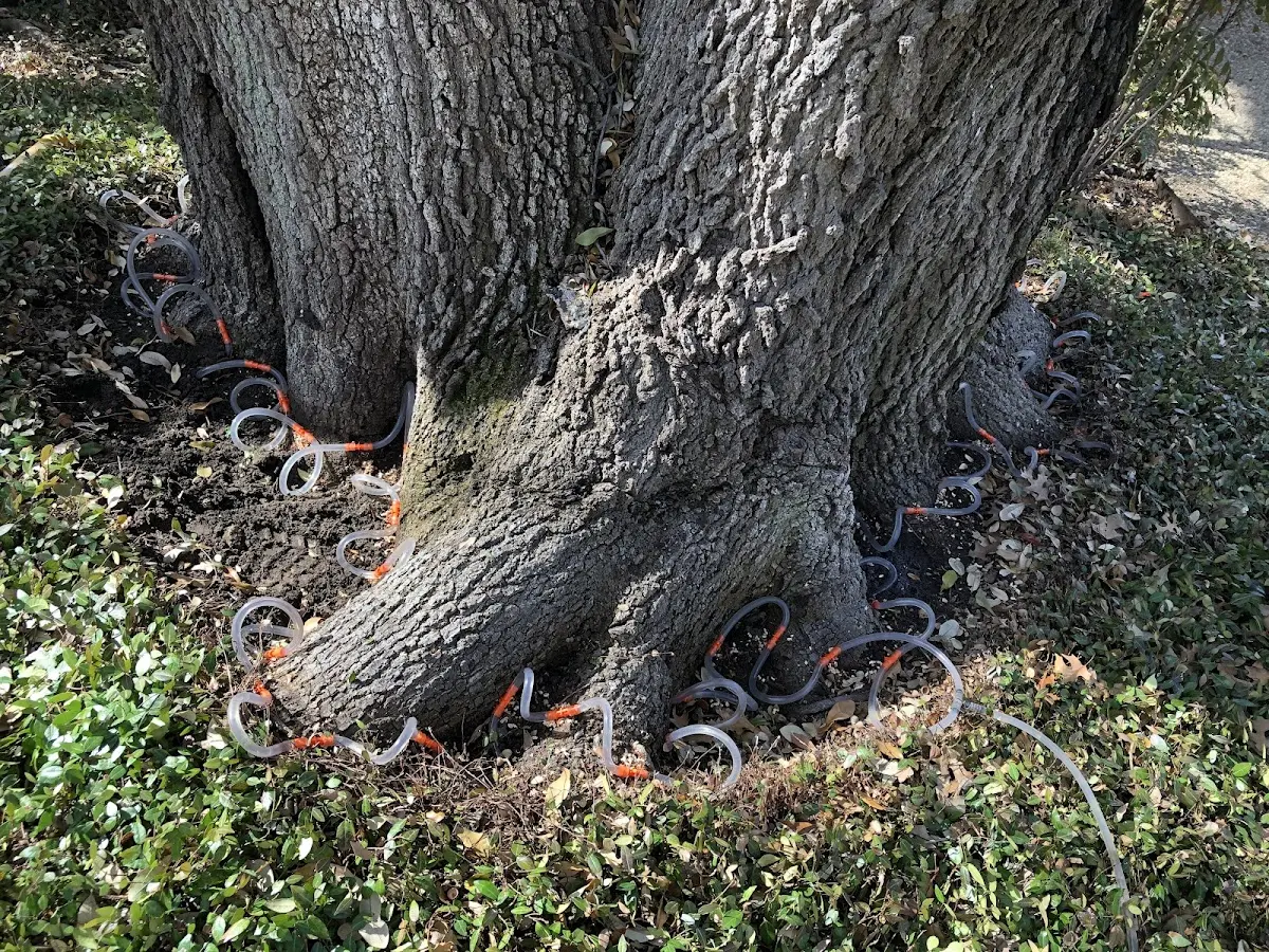 Detailed Tree Cabling and Bracing job site in Bisbee