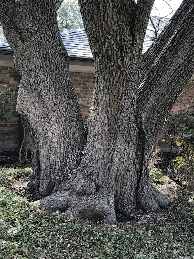 Mature heritage tree close to a Bisbee property cared for by certified arborists